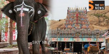 கொல்லப் பார்க்கிறார்களா கோவில் யானைகளை…?