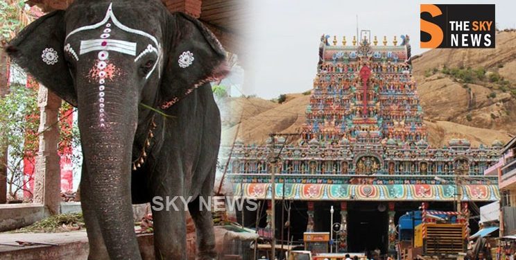 கொல்லப் பார்க்கிறார்களா கோவில் யானைகளை…?