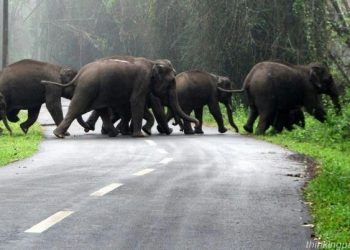 மூணாறு சாலையில் வாகன போக்குவரத்து இல்லாததால் யானைகள் உலா