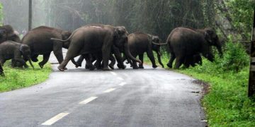 மூணாறு சாலையில் வாகன போக்குவரத்து இல்லாததால் யானைகள் உலா
