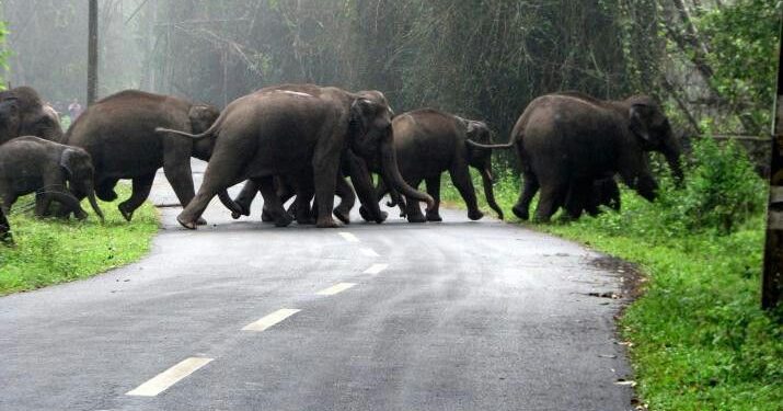 மூணாறு சாலையில் வாகன போக்குவரத்து இல்லாததால் யானைகள் உலா